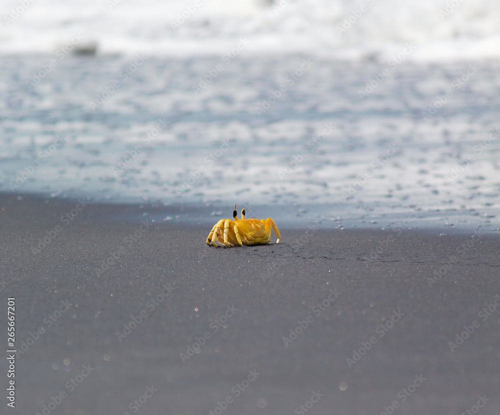 Obraz premium crab in sand