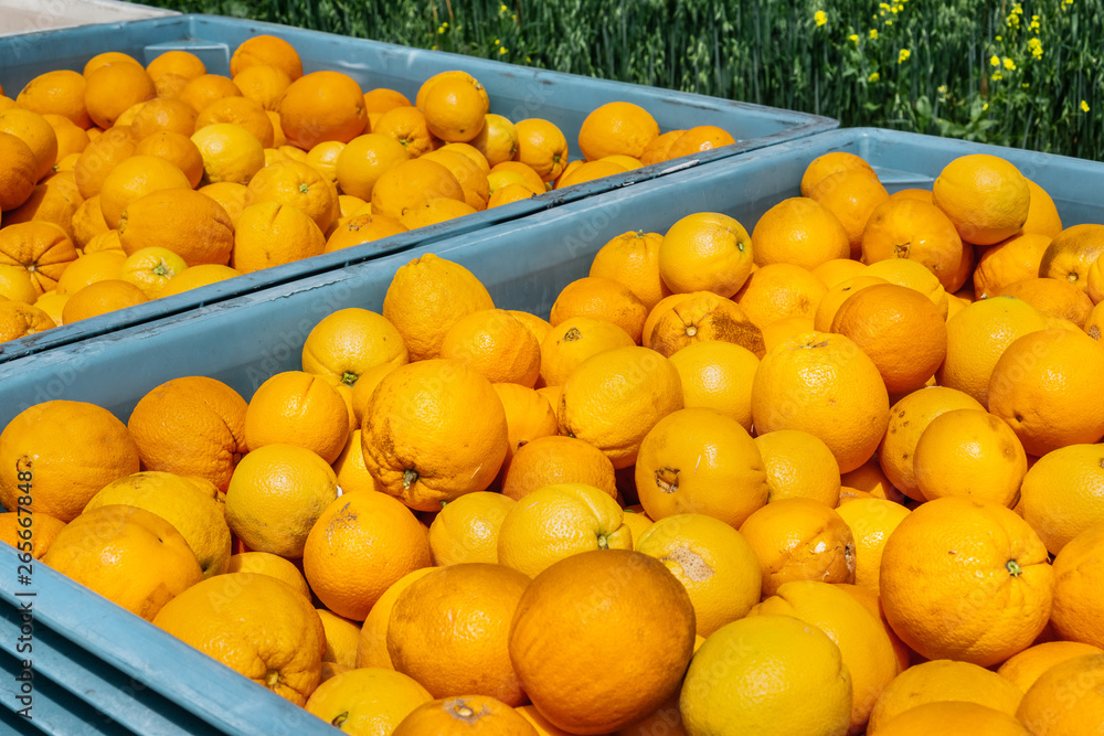 Large crates full of organic oranges, San Jose, South San Francisco bay area, California