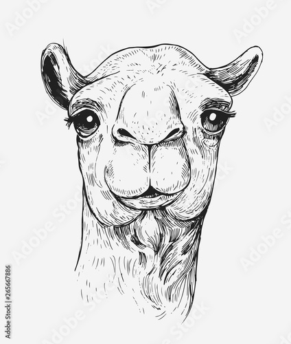 Sketch of a camel. Hand drawn illustration converted to vector
