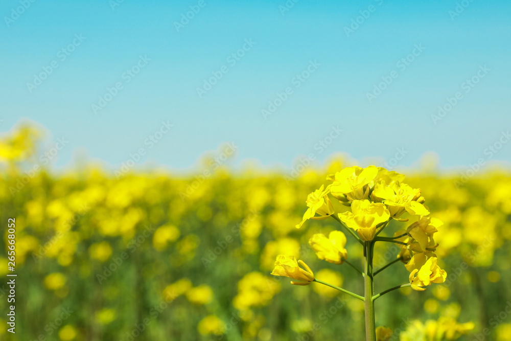 Rapeseed field against blue skies, closeup and space for text. Beautiful spring bloom Rapeseed field against blue skies, closeup and space for text. Beautiful spring bloom