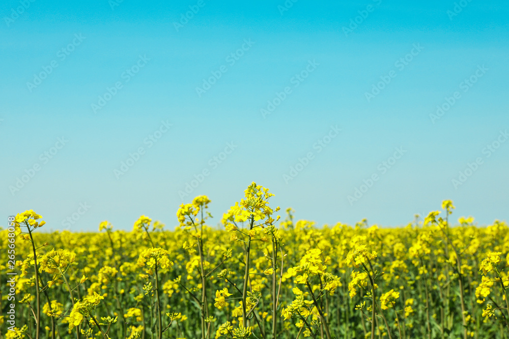 Rapeseed field against blue skies, space for text. Beautiful spring bloom