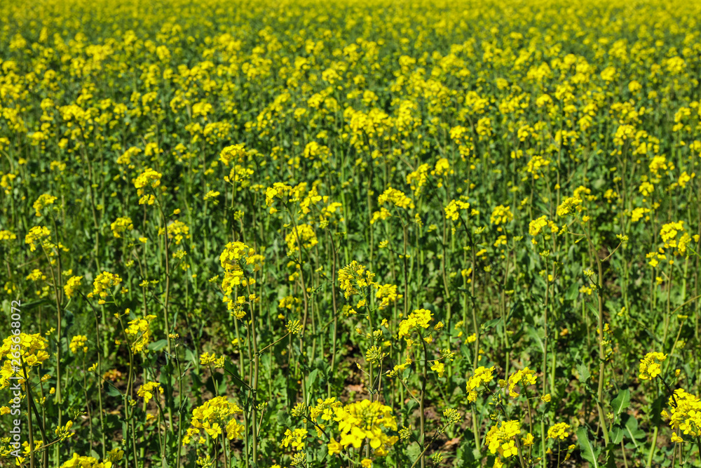 Rapeseed field as background, closeup and space for text. Beautiful spring bloom
