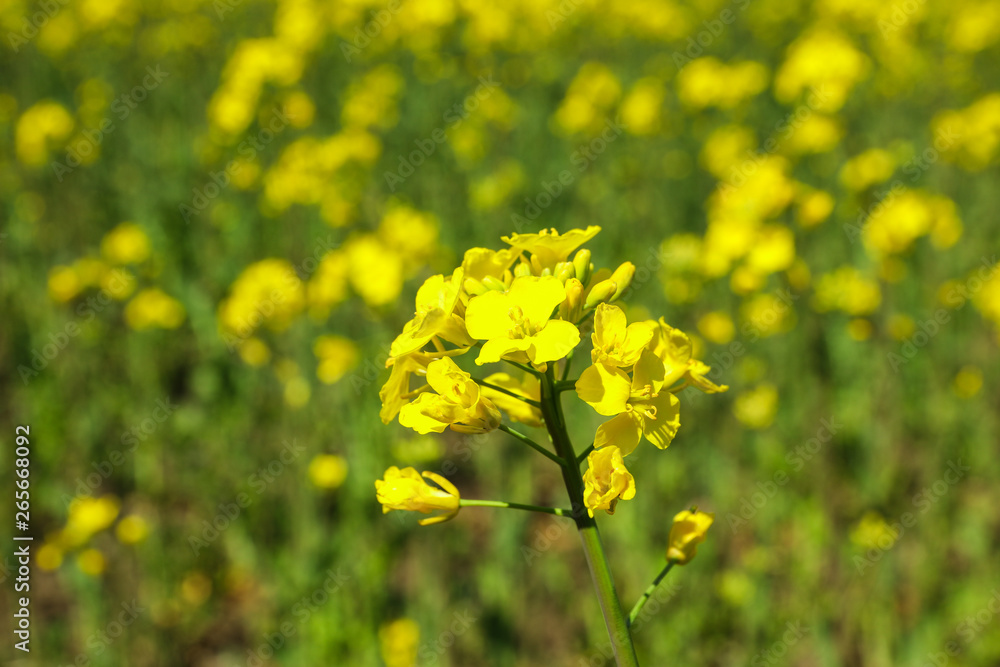 Rapeseed field, closeup and space for text. Beautiful spring bloom Rapeseed field, closeup and space for text. Beautiful spring bloom