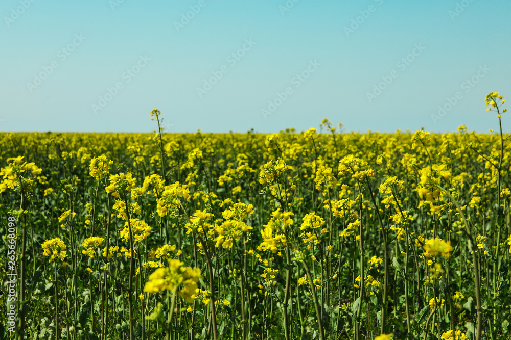 Rapeseed field against blue skies, space for text. Beautiful spring bloom