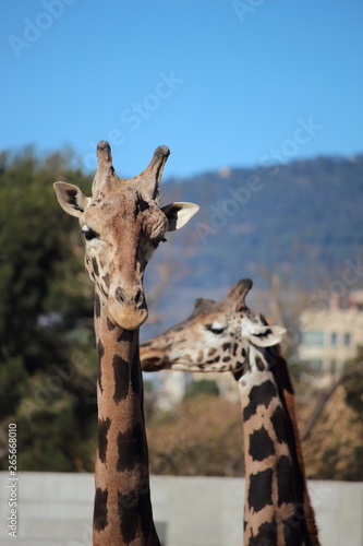 Fototapeta Naklejka Na Ścianę i Meble -  Giraffes