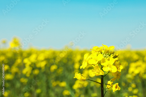 Rapeseed field against blue skies, closeup and space for text. Beautiful spring bloom