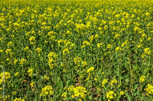Rapeseed field as background, closeup and space for text. Beautiful spring bloom