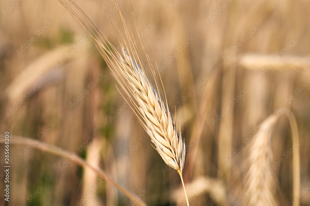 Macro close-up shot of a ripe wheat ear Macro close-up shot of a ripe wheat ear