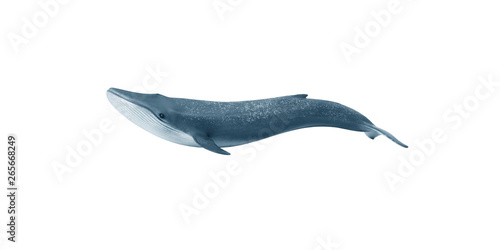 Blue whale. Isolate on white background