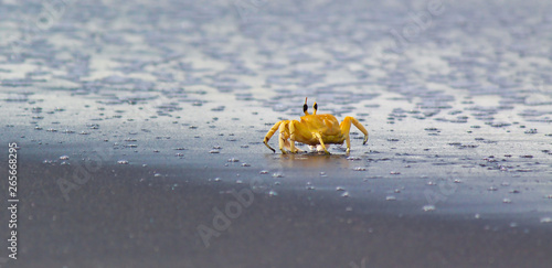 crab at seashore
