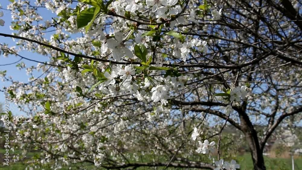 flowering plum tree in an abandoned garden flowering plum tree in an abandoned garden