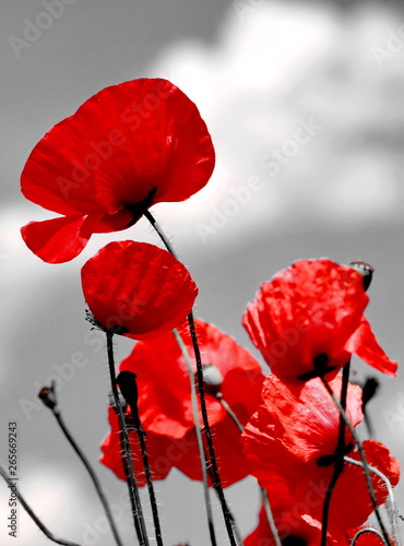 Red poppies, black and white