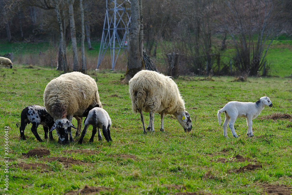 brebis dans un pré avec leur agneau dans la campagne d'Auvergne brebis dans un pré avec leur agneau dans la campagne d'Auvergne