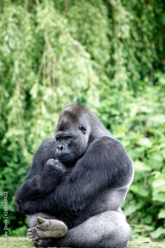 Gorilla © julie