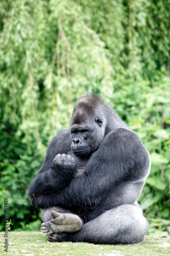 Gorilla © julie