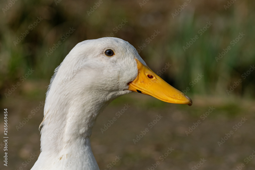 Portrait of a white heavy Pekin Duck Portrait of a white heavy Pekin Duck