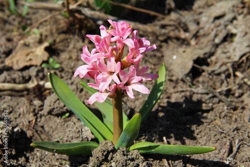 Pink spring hyacinth flower in a garden.