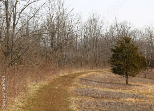 The grass path in the field of the forest.
