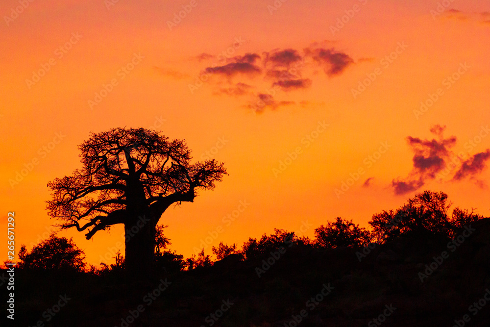 silhouette of a baobab tree in sunset on hill with clouds