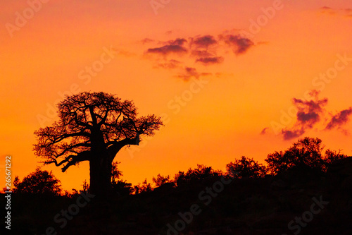 silhouette of a baobab tree in sunset on hill with clouds
