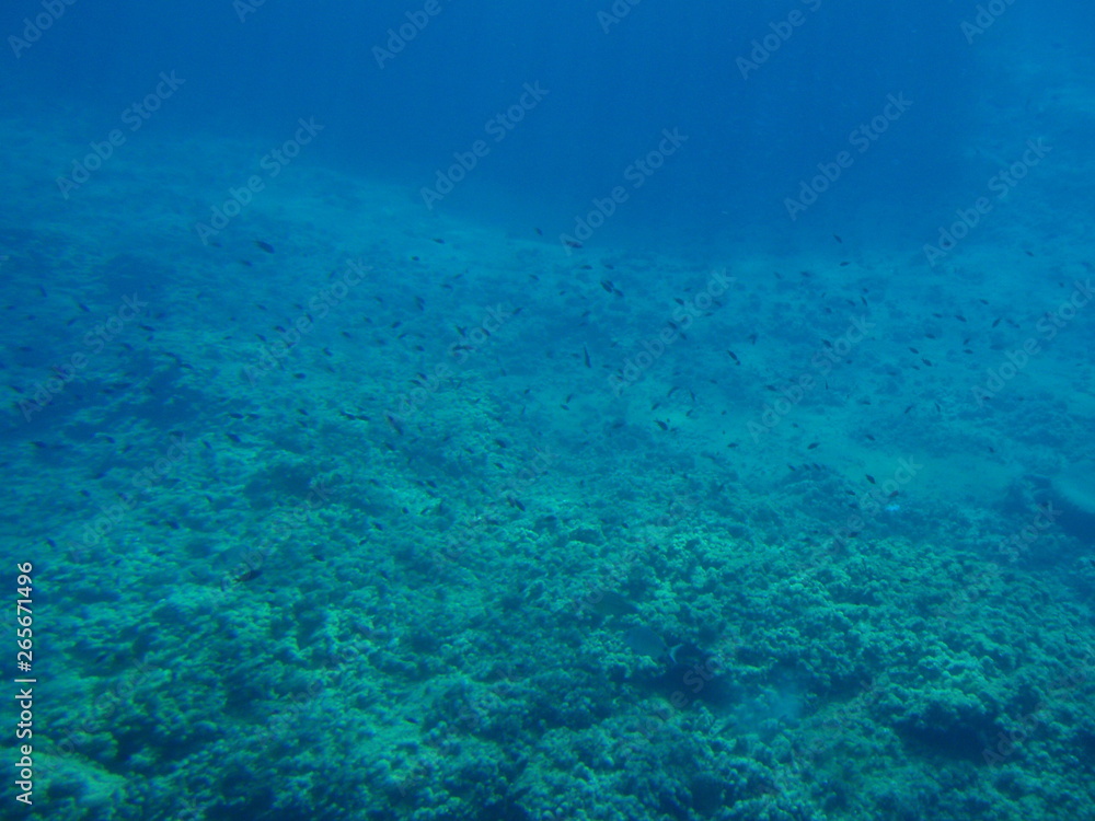 Small fish swimming on a coral reef under blue water