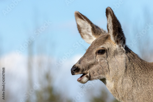 Mule Deer  © James