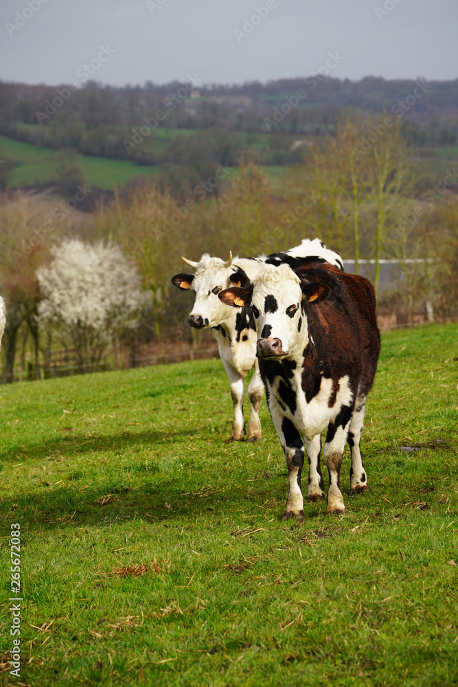 Fototapeta premium Animal ferme vache 271