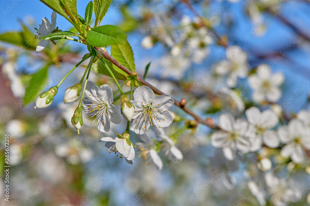 Obraz premium Cherries bloom