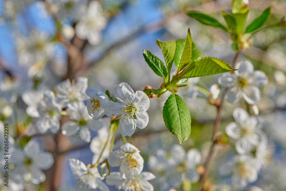 Fototapeta premium Cherries bloom