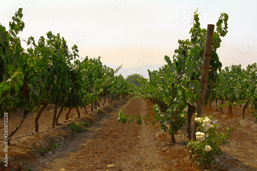Plantação de uvas usadas para confecção de vinhos de alta qualidade, Chile