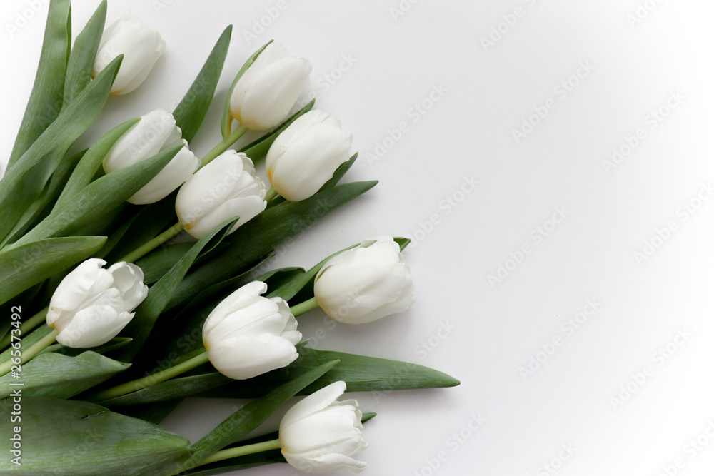 Obraz premium Photo with white gentle tulips.