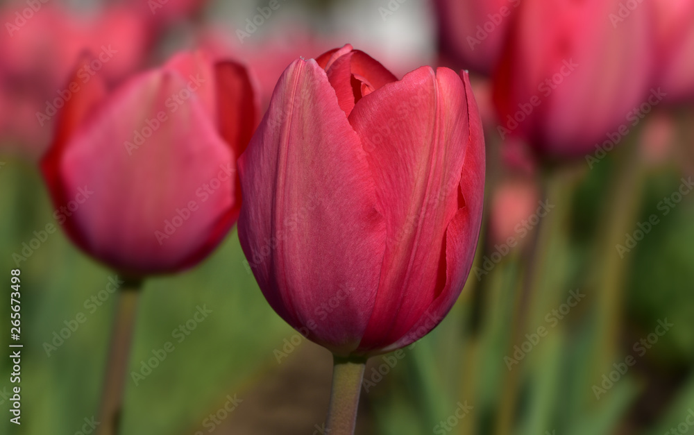 Red spring tulips with red petals on the background of delicate bokeh of flowers Red spring tulips with red petals on the background of delicate bokeh of flowers