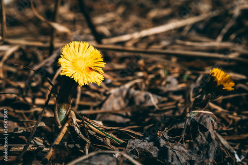 Wallpaper Mural the first dandelion flowers begin to bloom on a spring day Torontodigital.ca