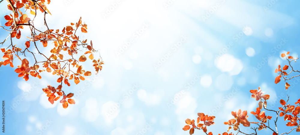 Yellow and red bright autumn leaves against a blue sky in the sunlight. Autumn natural background. Free space for text. Banner design. Yellow and red bright autumn leaves against a blue sky in the sunlight. Autumn natural background. Free space for text. Banner design.