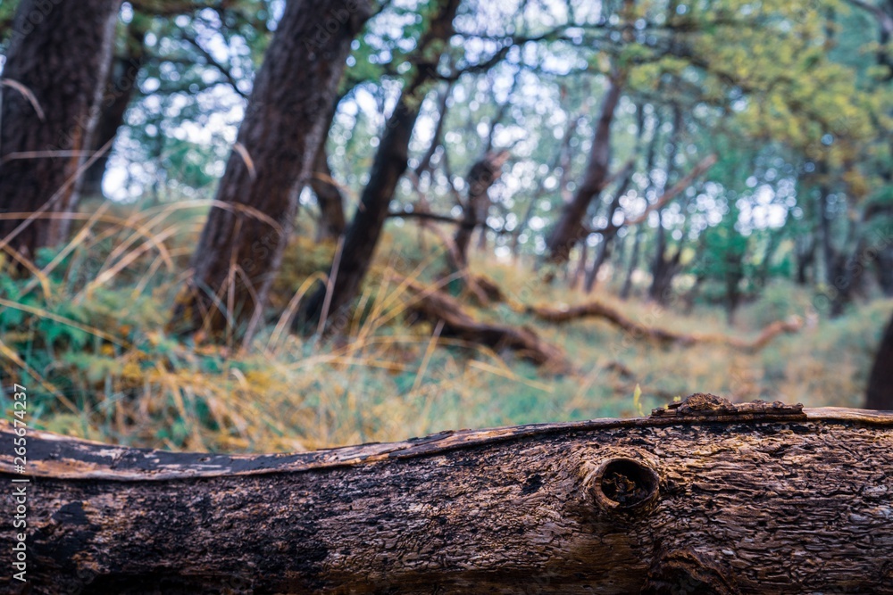 Obraz premium tree in the forest