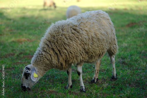 mouton beige en extérieur dans un pré en Auvergne