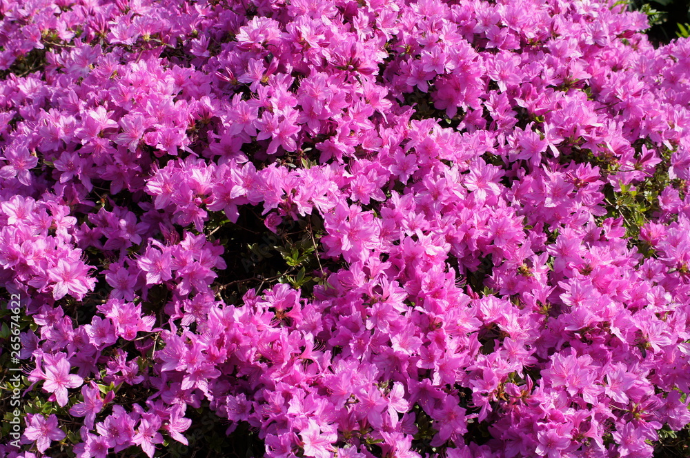 Obraz premium Japanische Azalee, (Rhododendron japonicum) Gartenazalee (Rhododendron molle) Fünfblättrige Azalee (Rhododendron quinquefolium) Indische Azalee (Rhododendron simsii)