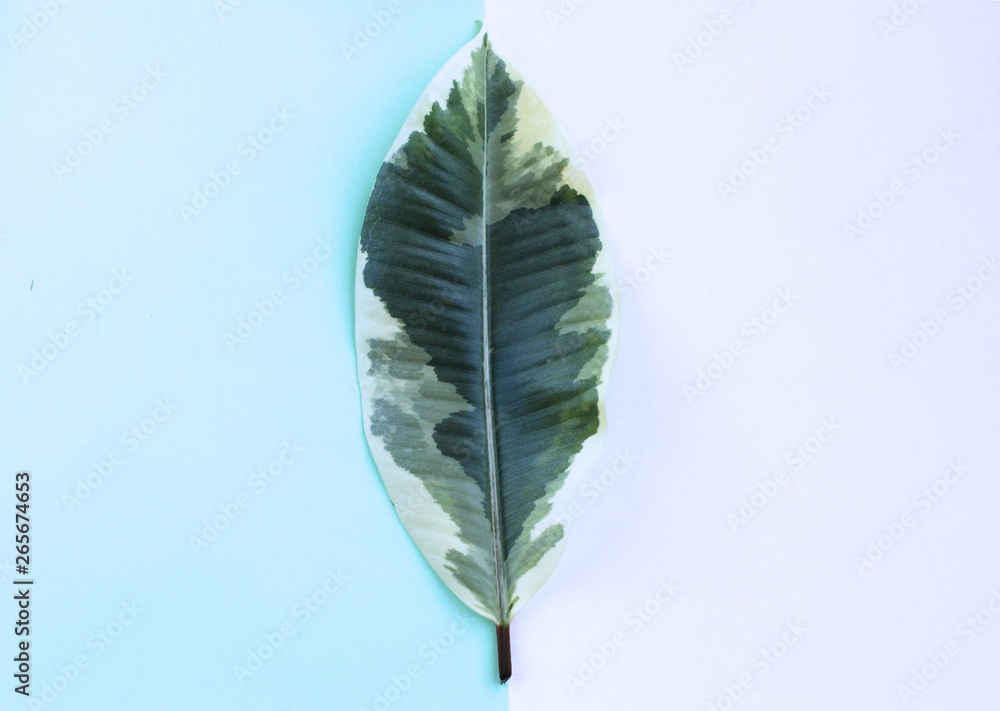 Obraz Colorful ficus leaf on a blue and white graphic background