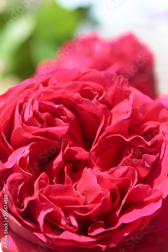 Wallpaper Mural 薔薇　ルージュ・ピエール・ドゥ・ロンサール Torontodigital.ca