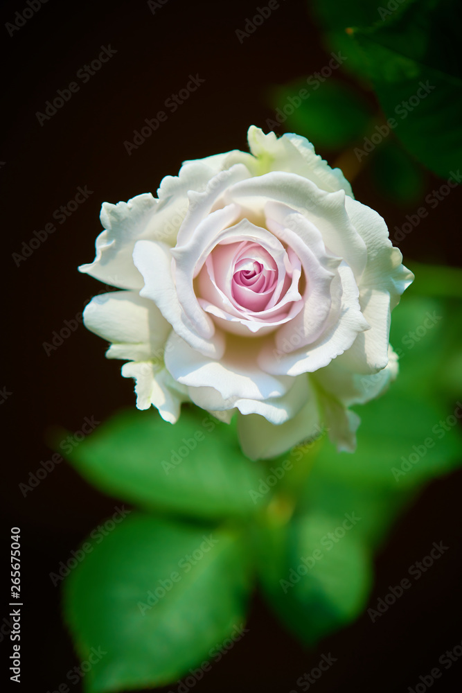 薔薇 ガブリエル 薔薇 ガブリエル