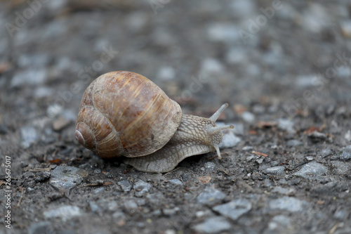 Schnecke auf einem Feldweg