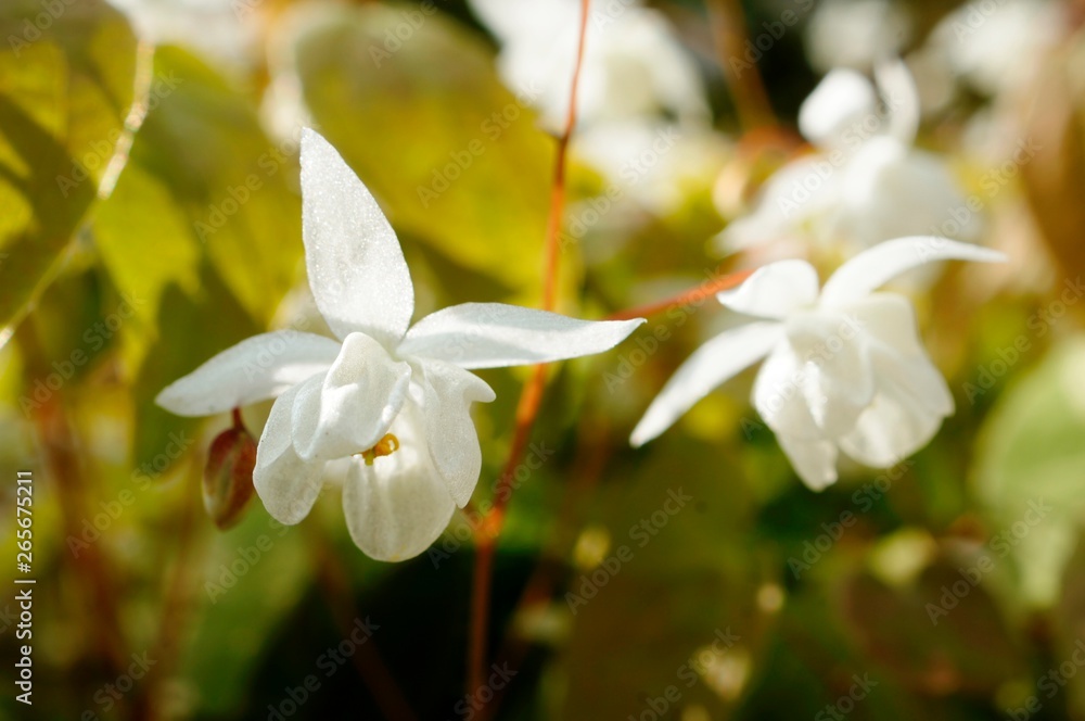 Fototapeta premium Blume,flower