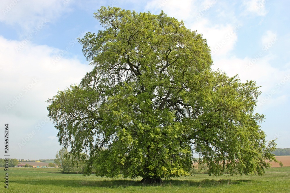 120 Jahre alte Flatterulme (Ulmus laevis) in Nordhessen 120 Jahre alte Flatterulme (Ulmus laevis) in Nordhessen