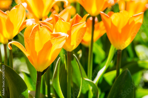 Orange tulip sea