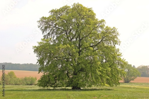 120 Jahre alte Flatterulme (Ulmus laevis) in Nordhessen