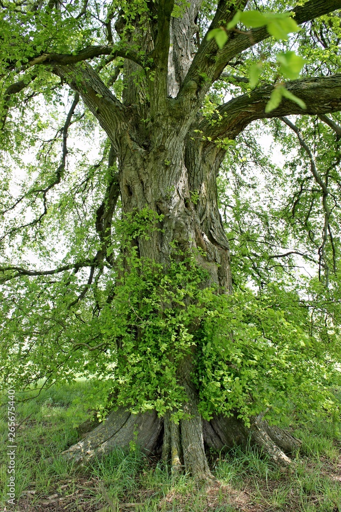 Fototapeta premium 120 Jahre alte Flatterulme (Ulmus laevis) in Nordhessen