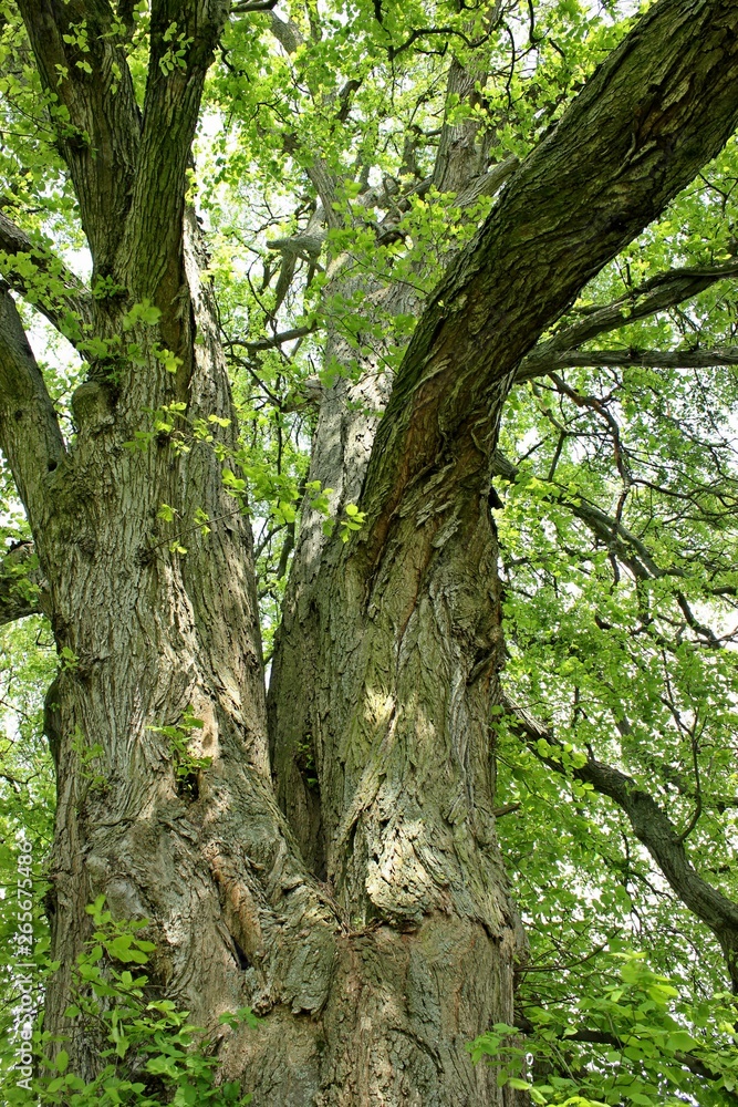 120 Jahre alte Flatterulme (Ulmus laevis) in Nordhessen 120 Jahre alte Flatterulme (Ulmus laevis) in Nordhessen