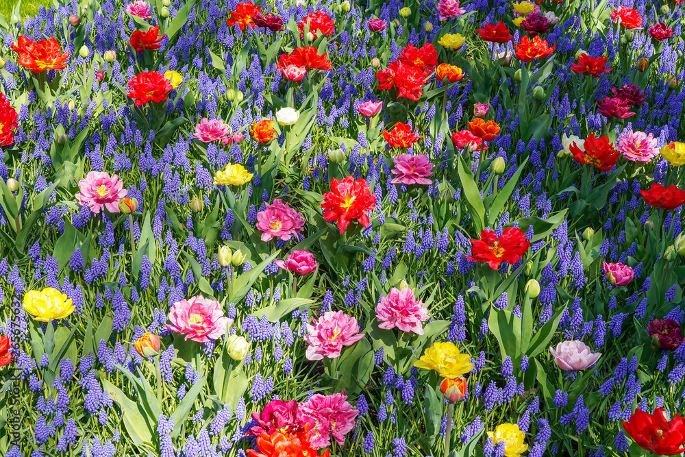 Details of a mixed flower bed with Muscari botryoides and different colors tulips