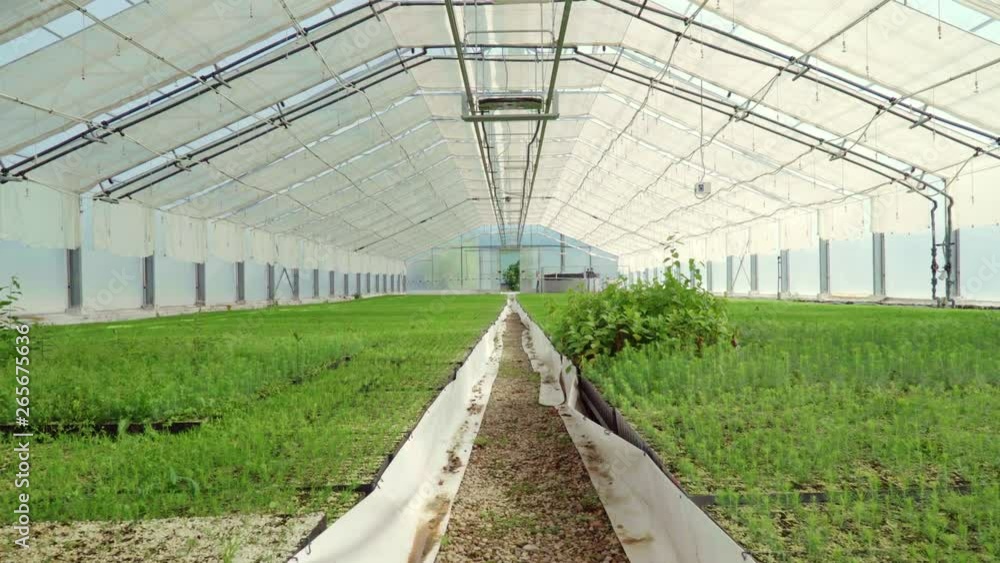 Large glass greenhouse for growing plants and seedlings. Plant growing Large glass greenhouse for growing plants and seedlings. Plant growing