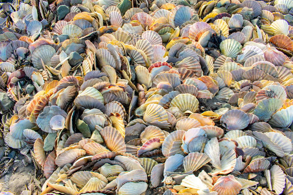 Full frame view of lots of colorful scallop shells. Close up